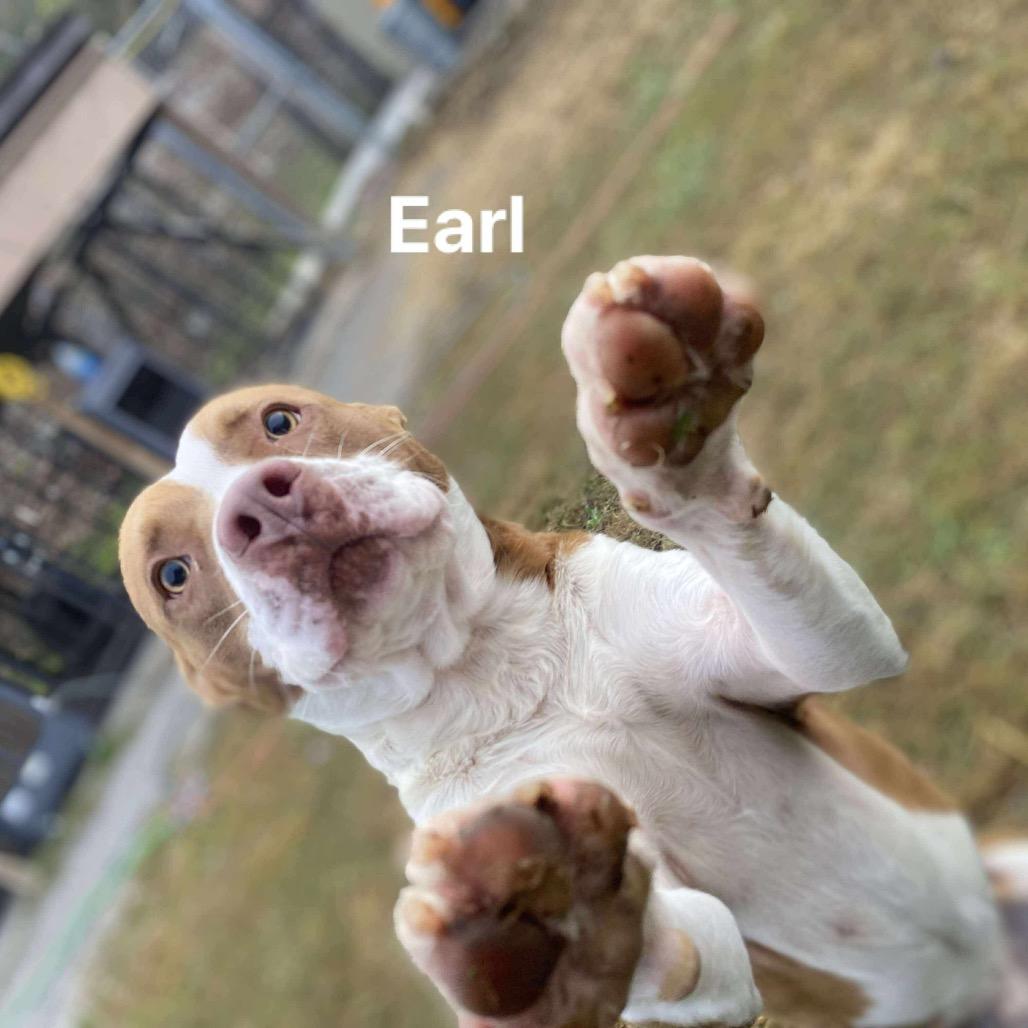 Enlarge Earl, a Adoptable mixed breed in Caryville, TN image 5/6