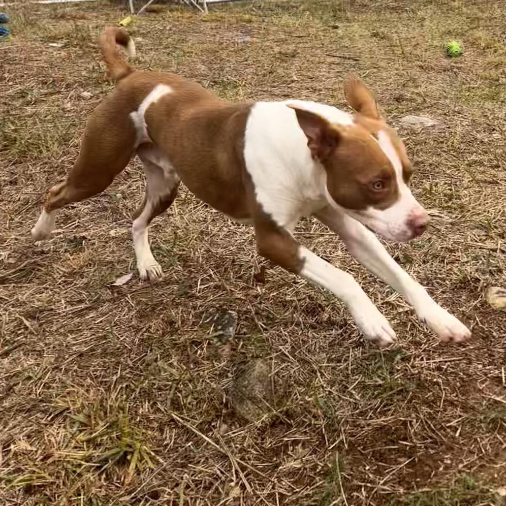Enlarge Earl, a Adoptable mixed breed in Caryville, TN image 6/6