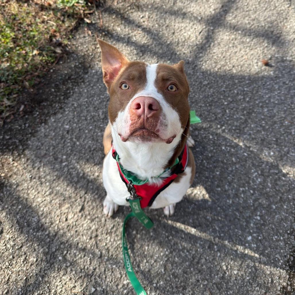 Enlarge Earl, a Adoptable mixed breed in Caryville, TN image 6/6