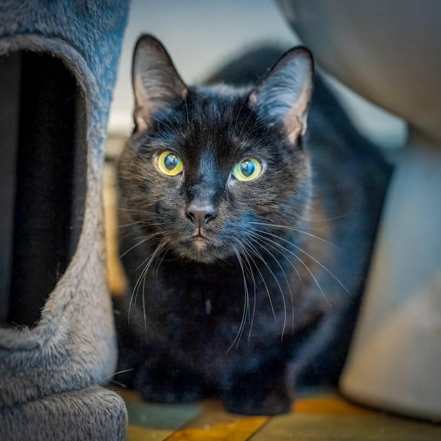 Keanu (special needs kitty. Waived fee), a Adoptable Domestic Short Hair in HANSON, MA image 1/3