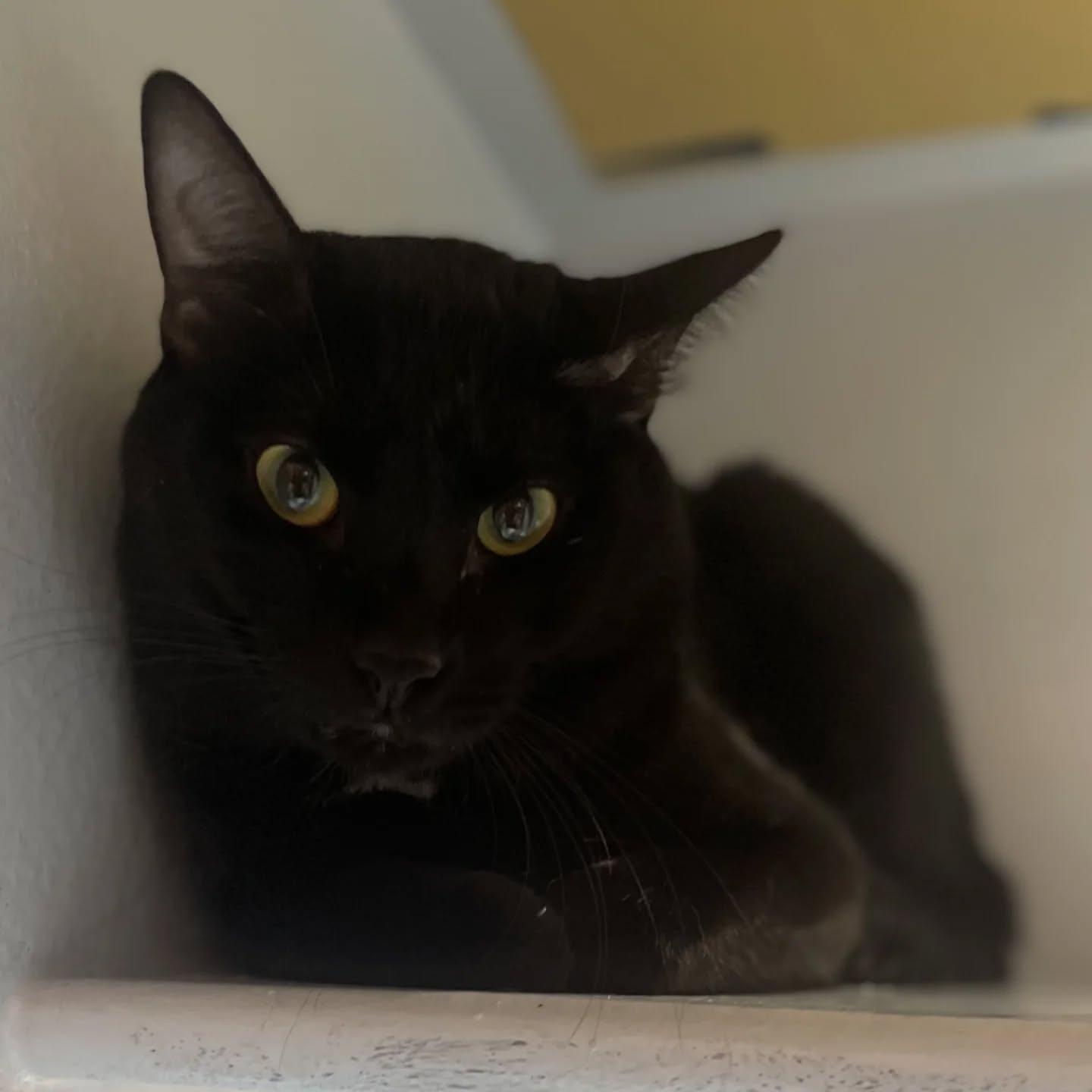 Keanu (special needs kitty. Waived fee)