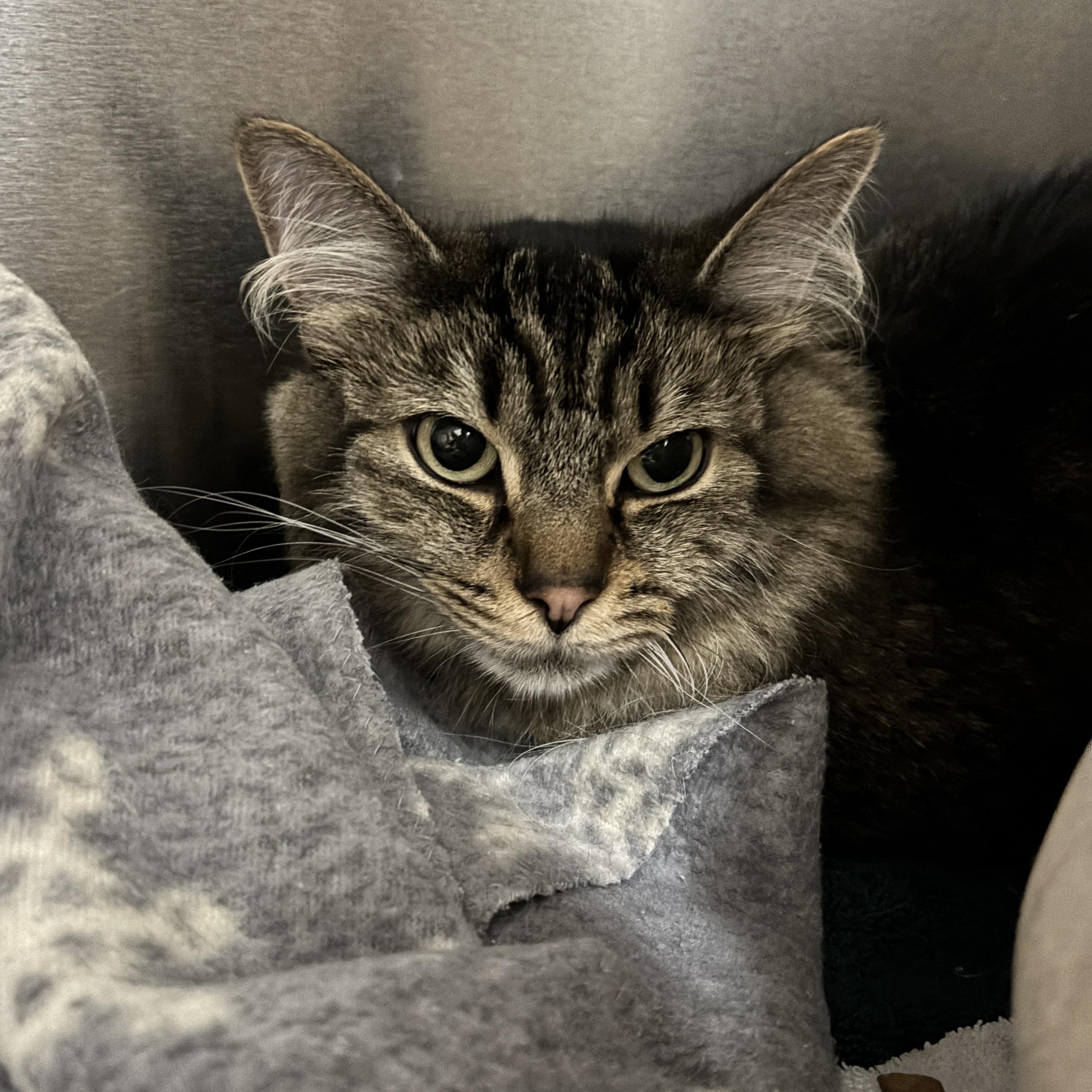 Lottie, a Adoptable Domestic Medium Hair in Waltham, MA image 2/4