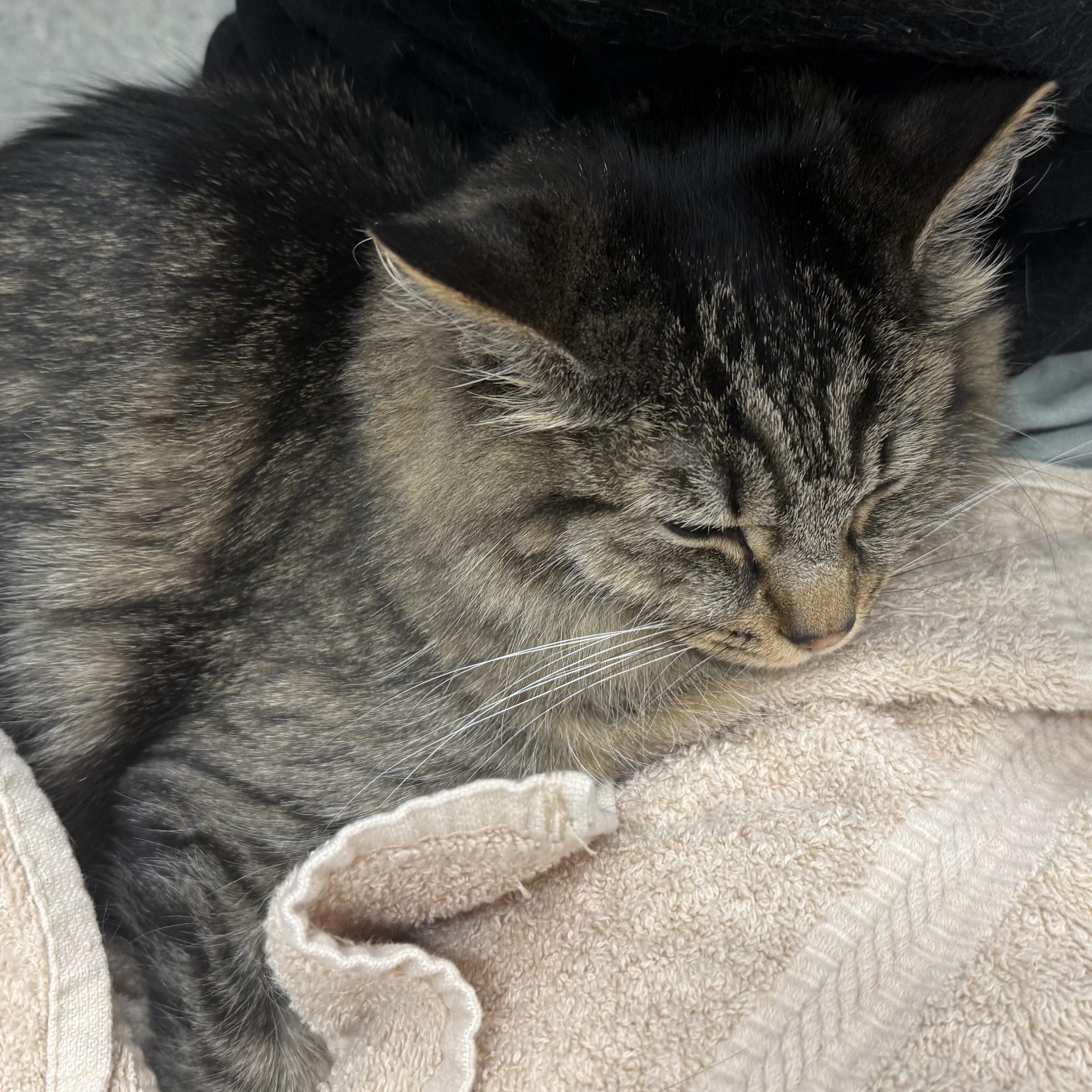 Lottie, a Adoptable Domestic Medium Hair in Waltham, MA image 4/4