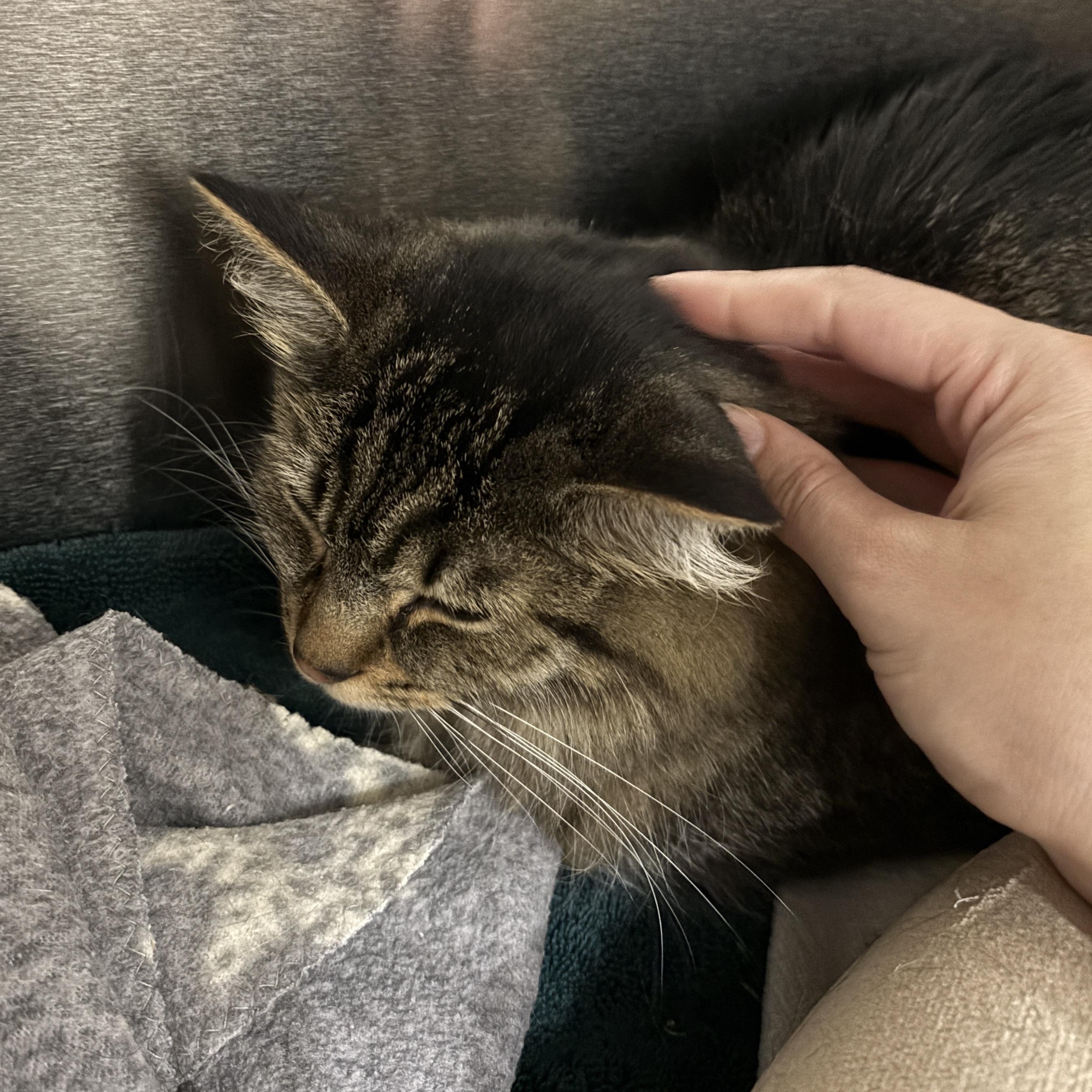 Lottie, a Adoptable Domestic Medium Hair in Waltham, MA image 3/4