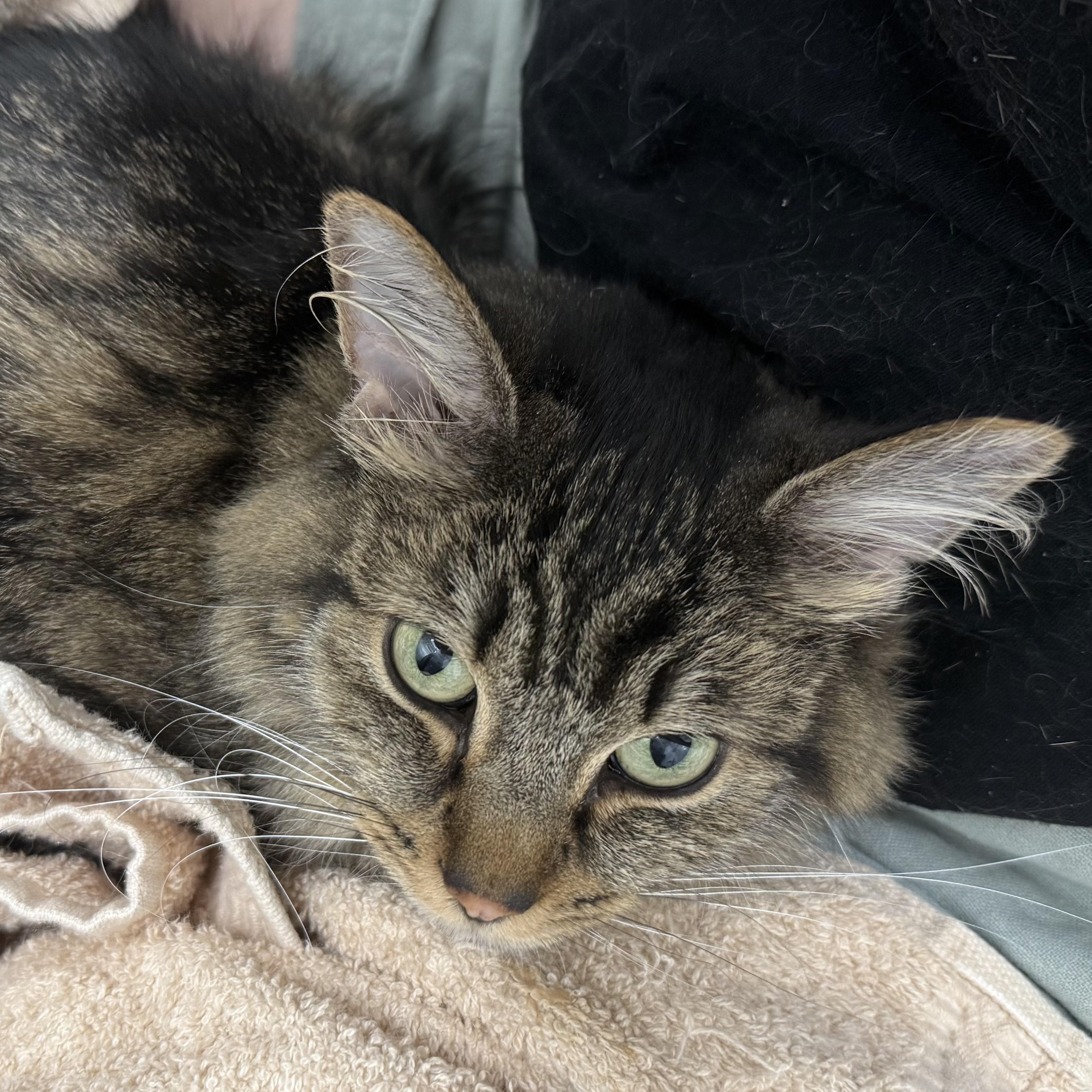 Lottie, a Adoptable Domestic Medium Hair in Waltham, MA image 1/4