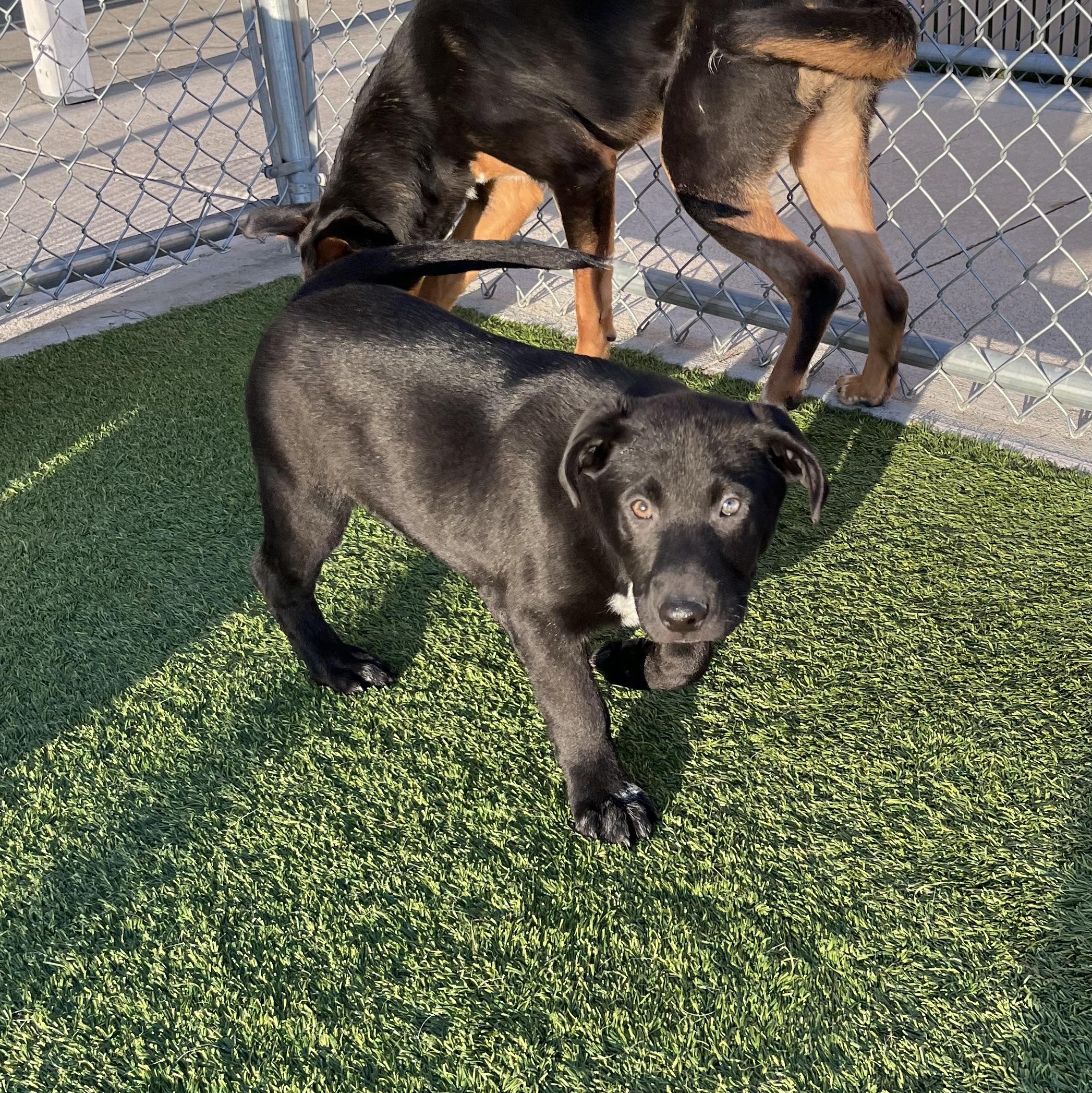 Sebastian , Adoptable, Puppy Male Mixed Breed.