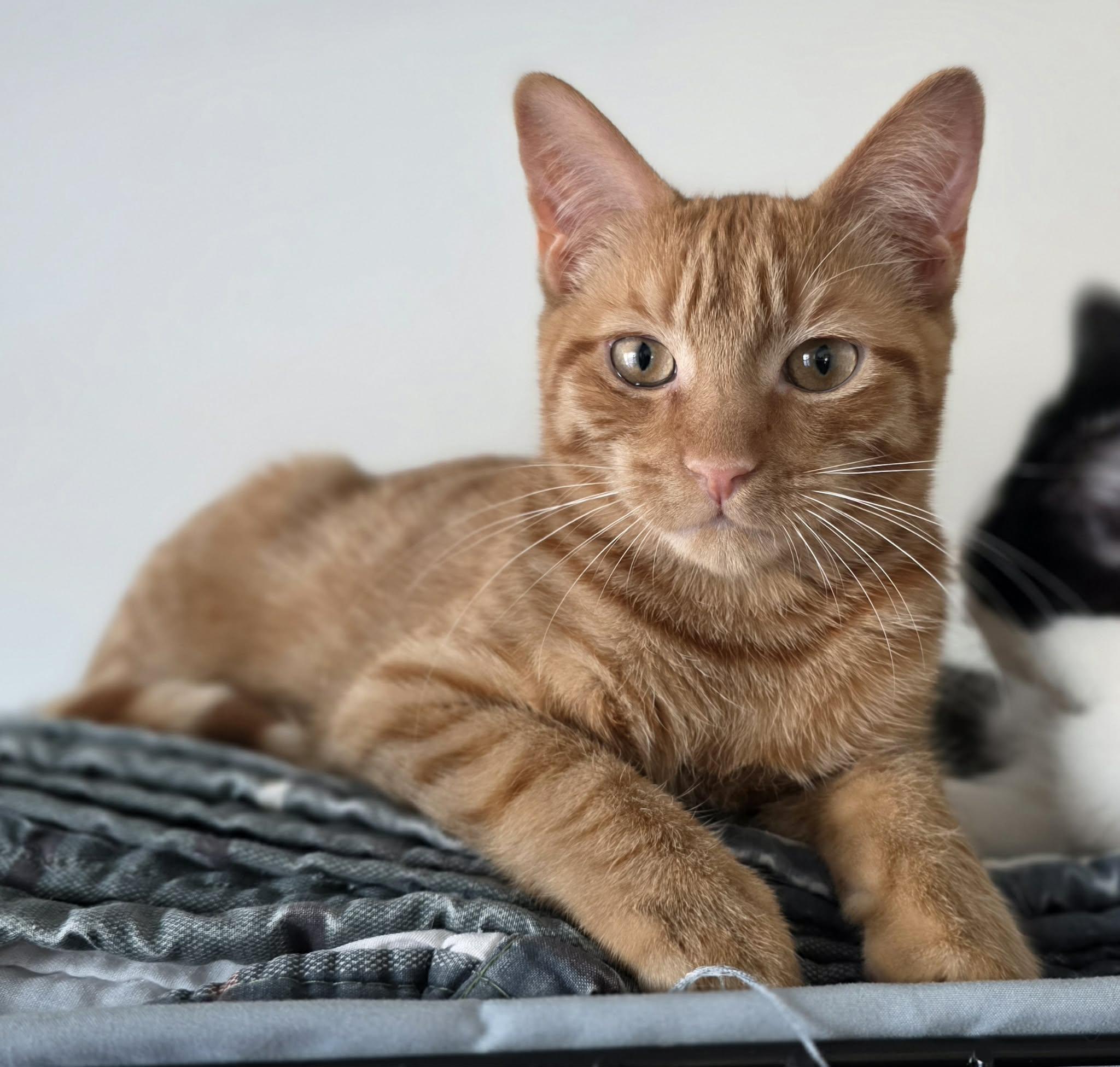 Ron, Adoptable, Kitten Male Domestic Short Hair.