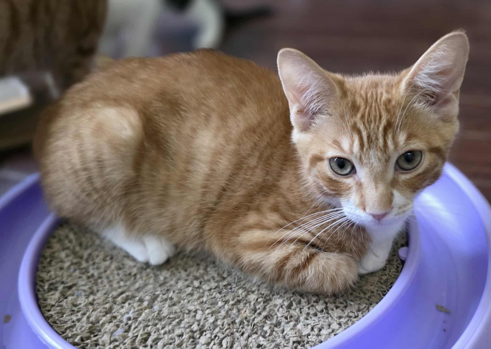 Enlarge Ron, a Adoptable Domestic Short Hair in Terrebonne, QC image 6/6