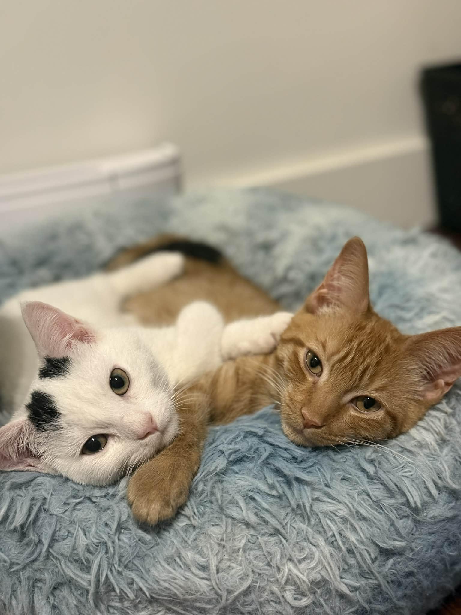 Enlarge Ron, a Adoptable Domestic Short Hair in Terrebonne, QC image 2/6