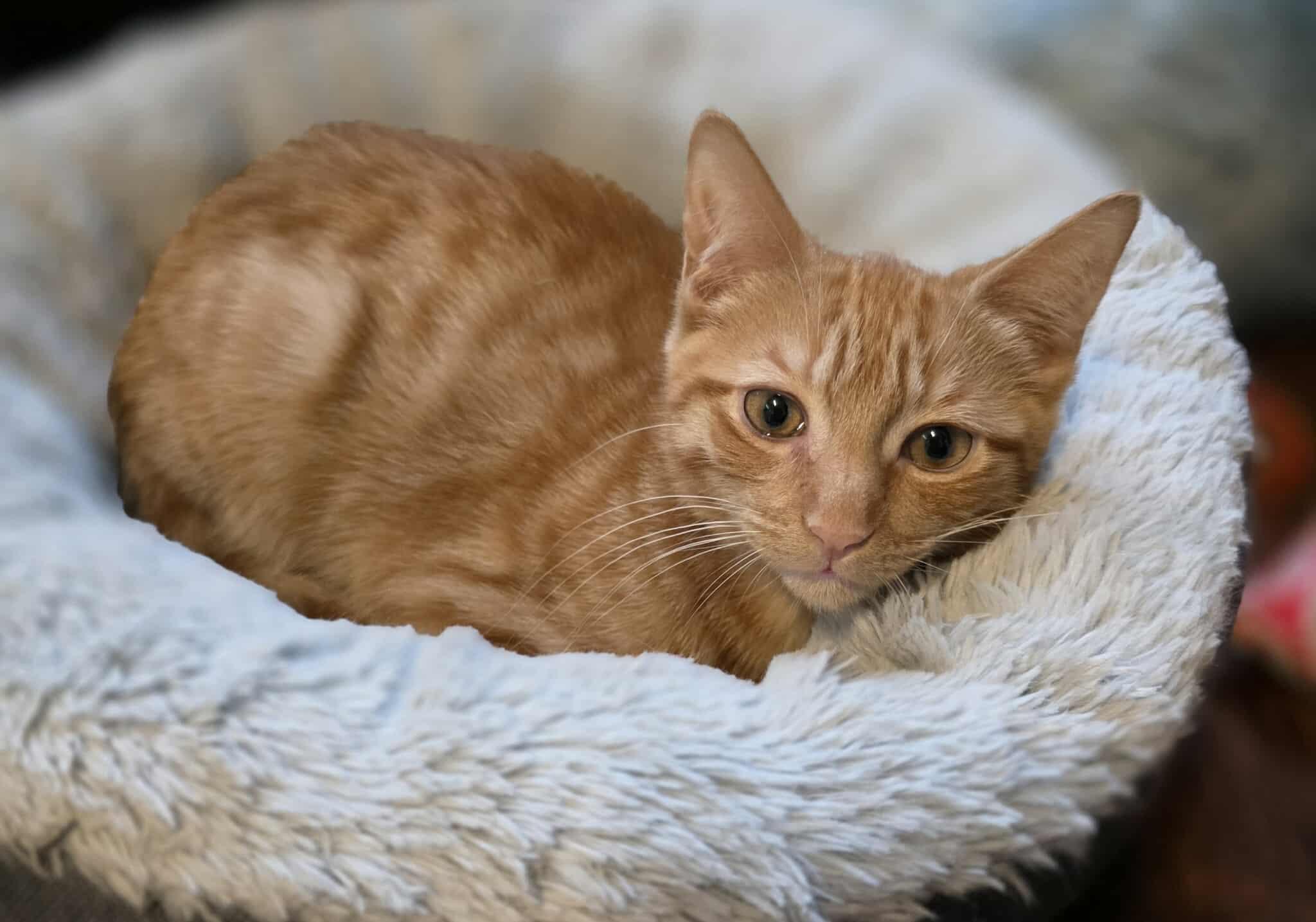 Enlarge Ron, a Adoptable Domestic Short Hair in Terrebonne, QC image 3/6