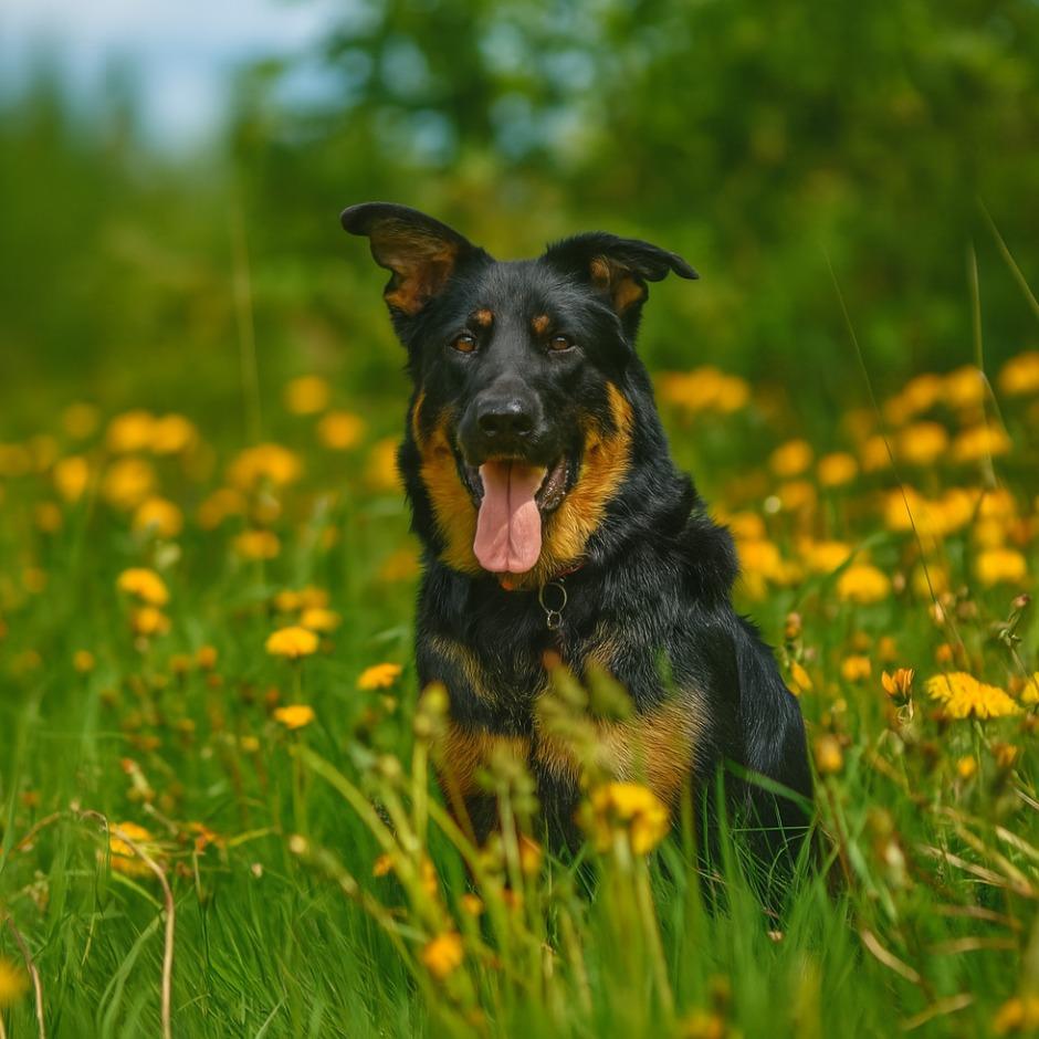 Bella, a Adoptable mixed breed in Montréal, QC image 1/6