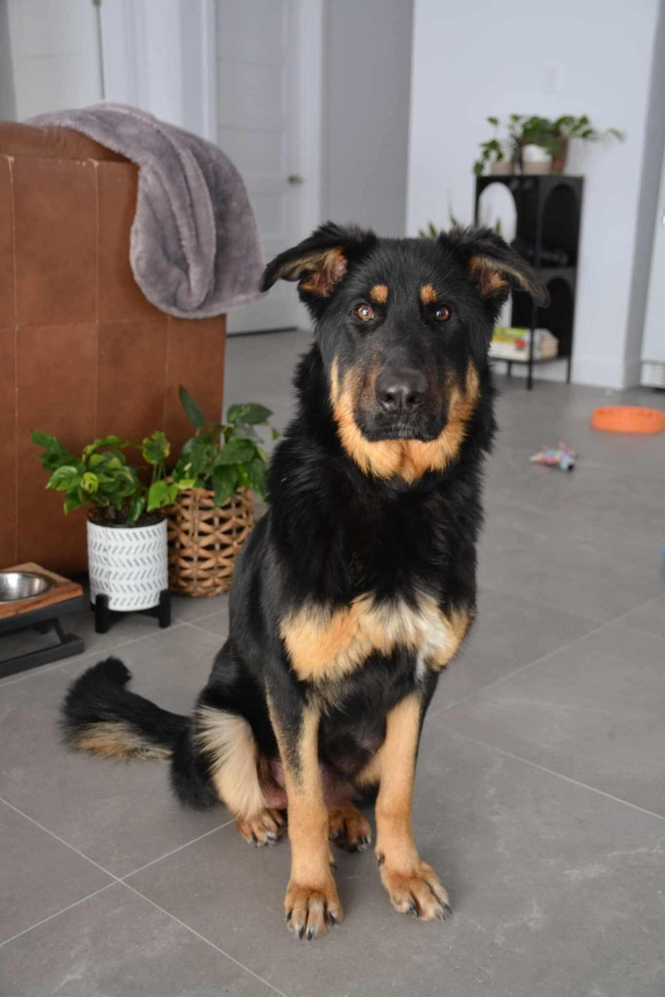 Bella, a Adoptable mixed breed in Montréal, QC image 2/6