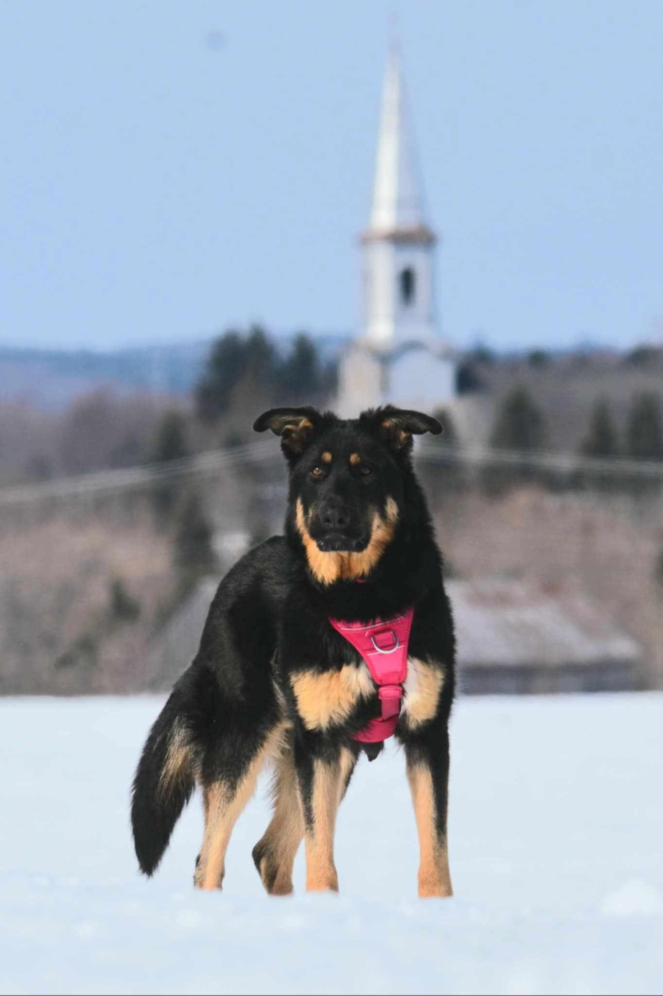 Bella, a Adoptable mixed breed in Montréal, QC image 3/6