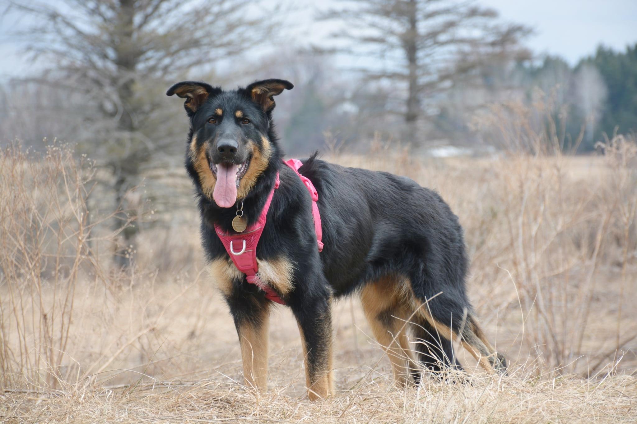 Bella, a Adoptable mixed breed in Montréal, QC image 4/6
