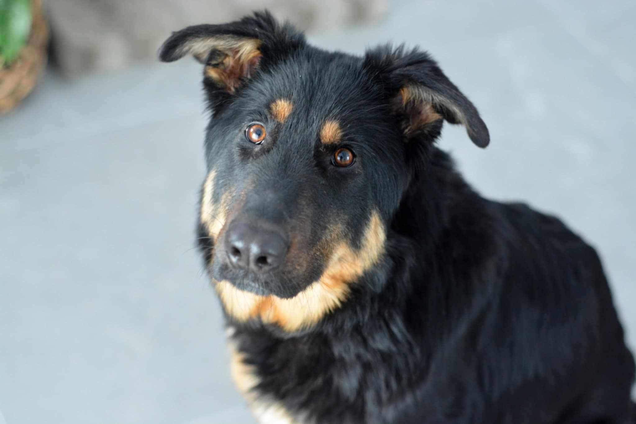 Bella, Young Female German Shepherd Dog