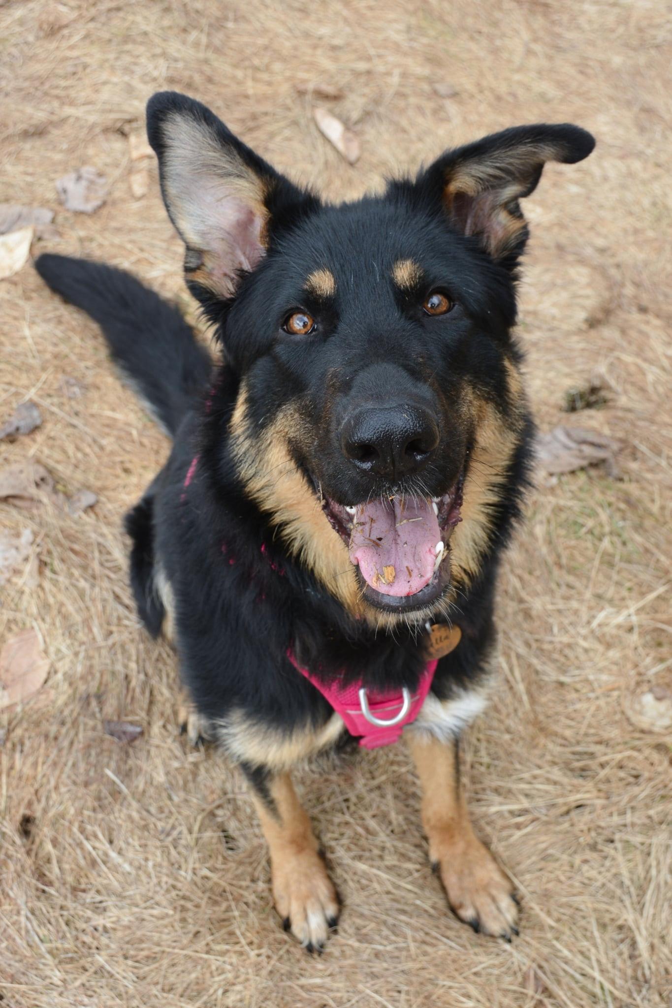 Bella, a Adoptable mixed breed in Montréal, QC image 6/6