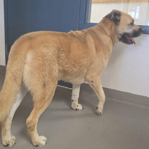 Caddy, a Adoptable mixed breed in Grand Junction, CO image 1/3