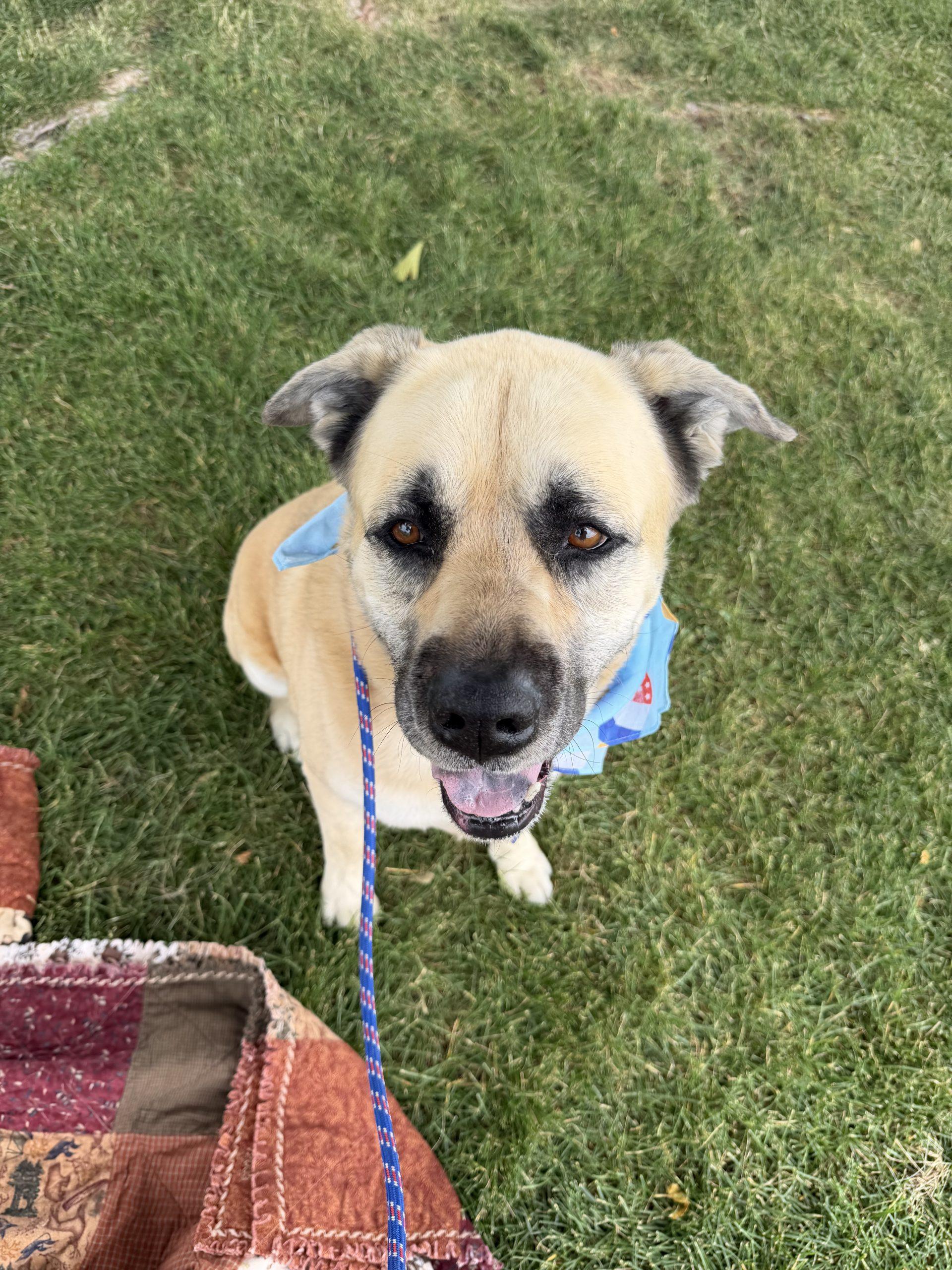 Caddy, a Adoptable mixed breed in Grand Junction, CO image 2/3