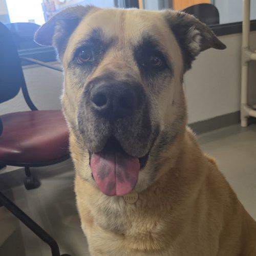Caddy, a Adoptable mixed breed in Grand Junction, CO image 3/3