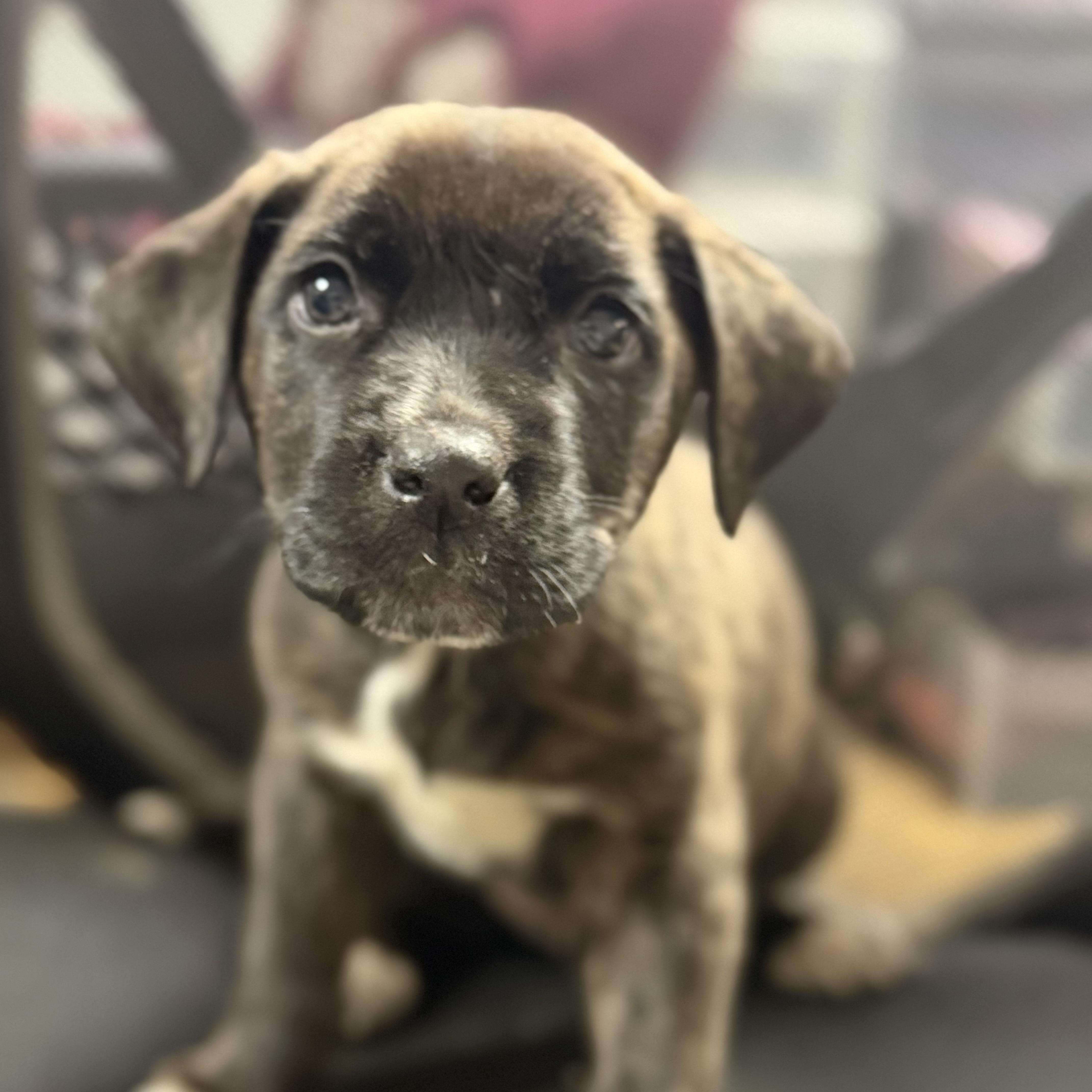 Enlarge Among Us, a Adoptable mixed breed in Stowe, VT image 2/5