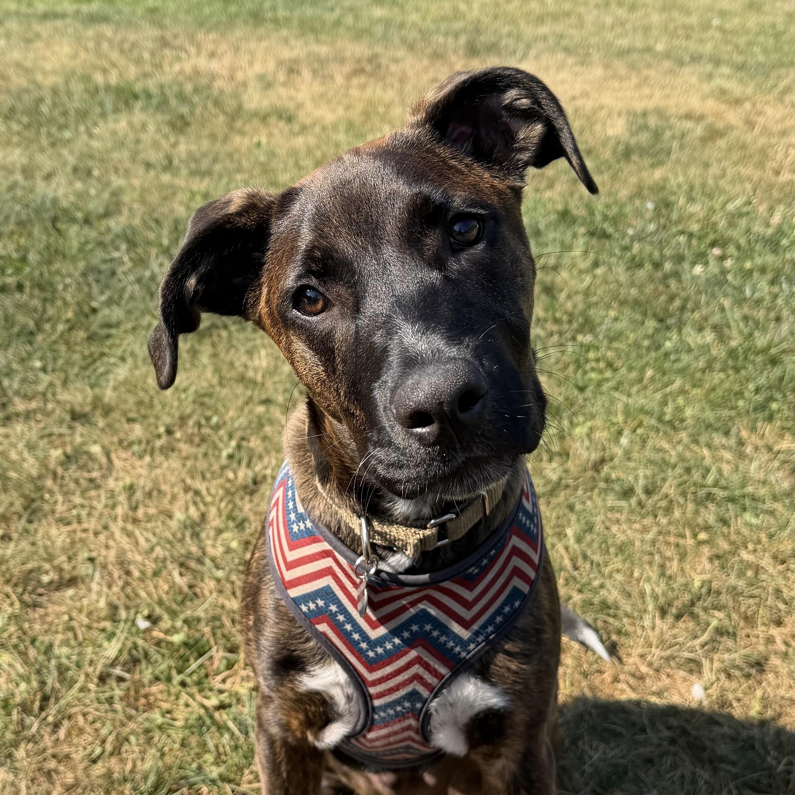 Among Us, Adoptable, Puppy Male Boxer.