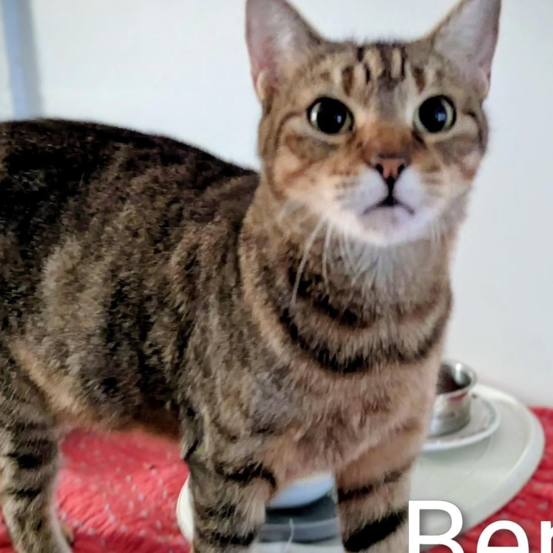 Bennie, adopted, Senior Male Domestic Short Hair.
