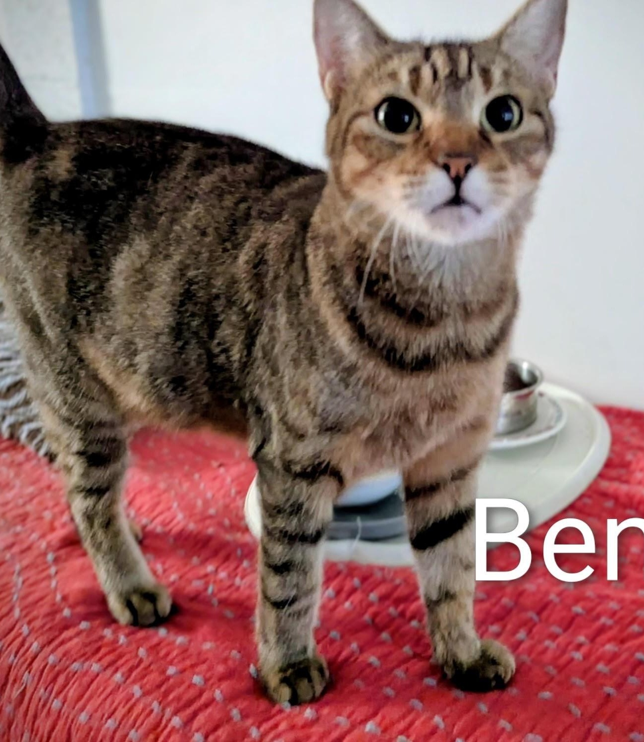Enlarge Bennie, an adopted Domestic Short Hair in Fort Myers Beach, FL image 2/4