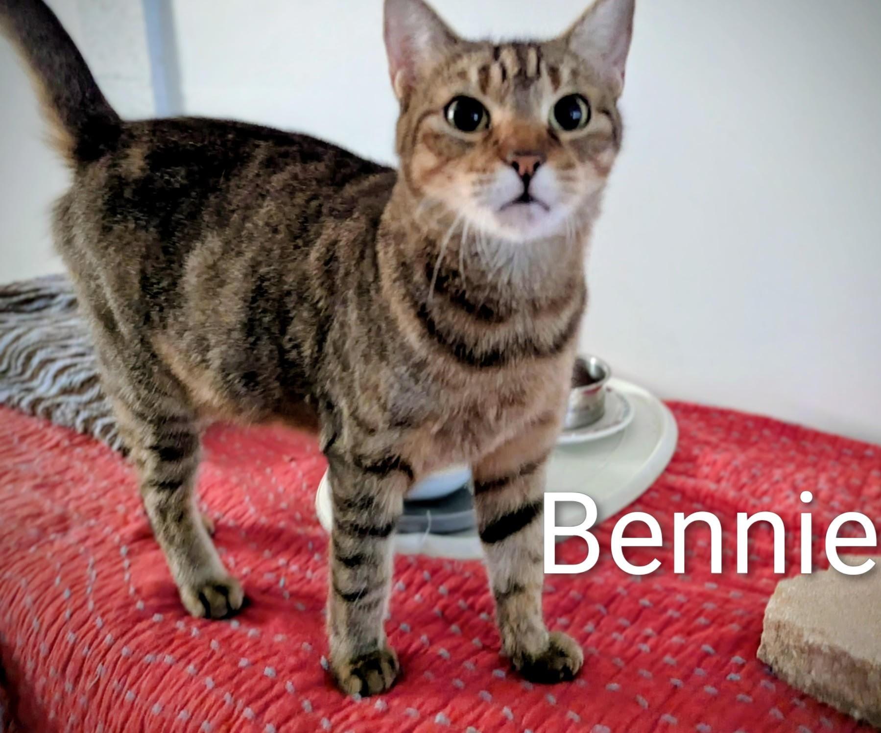 Bennie, a Adoptable Domestic Short Hair in Fort Myers Beach, FL image 1/3