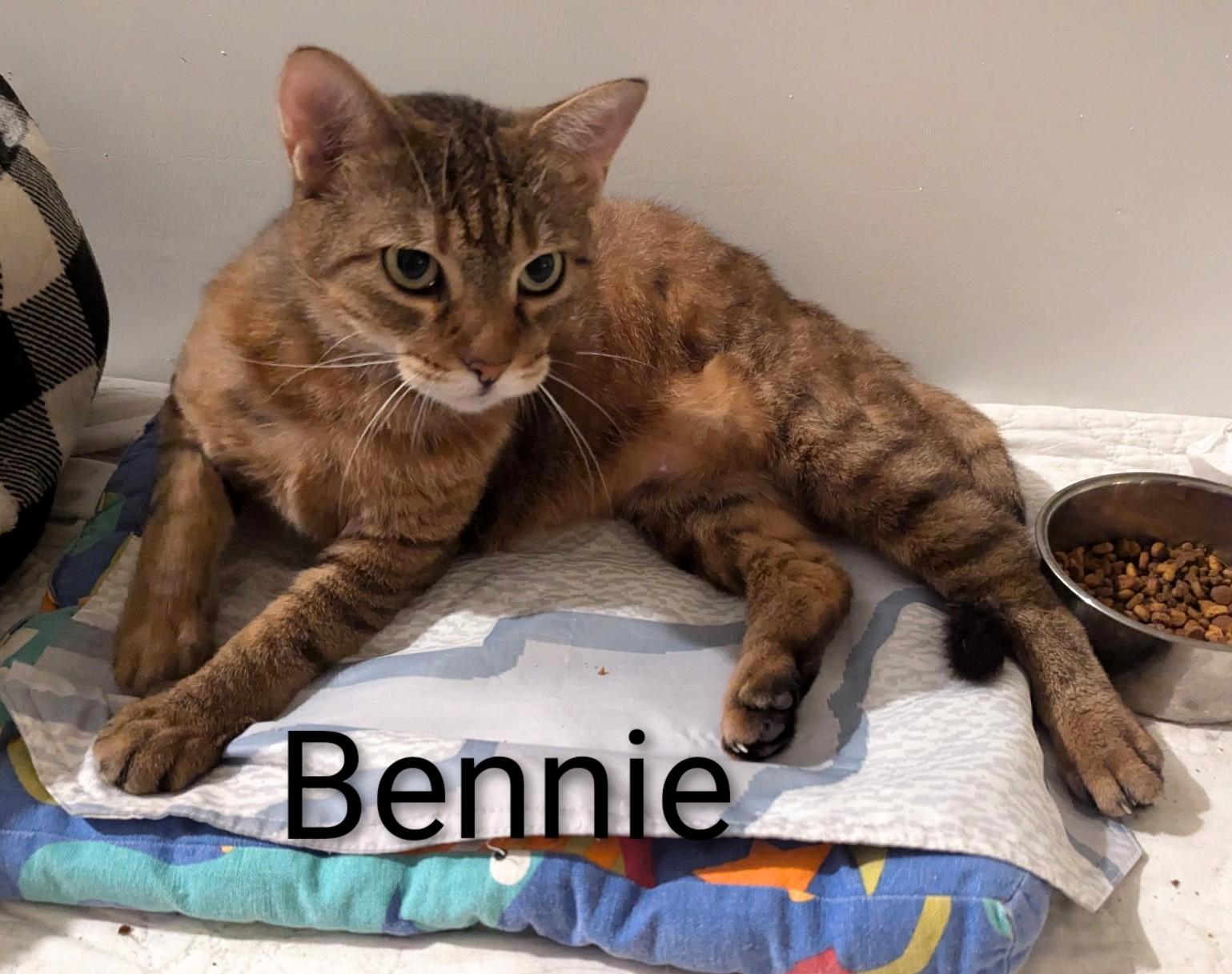 Bennie, a Adoptable Domestic Short Hair in Fort Myers Beach, FL image 2/3