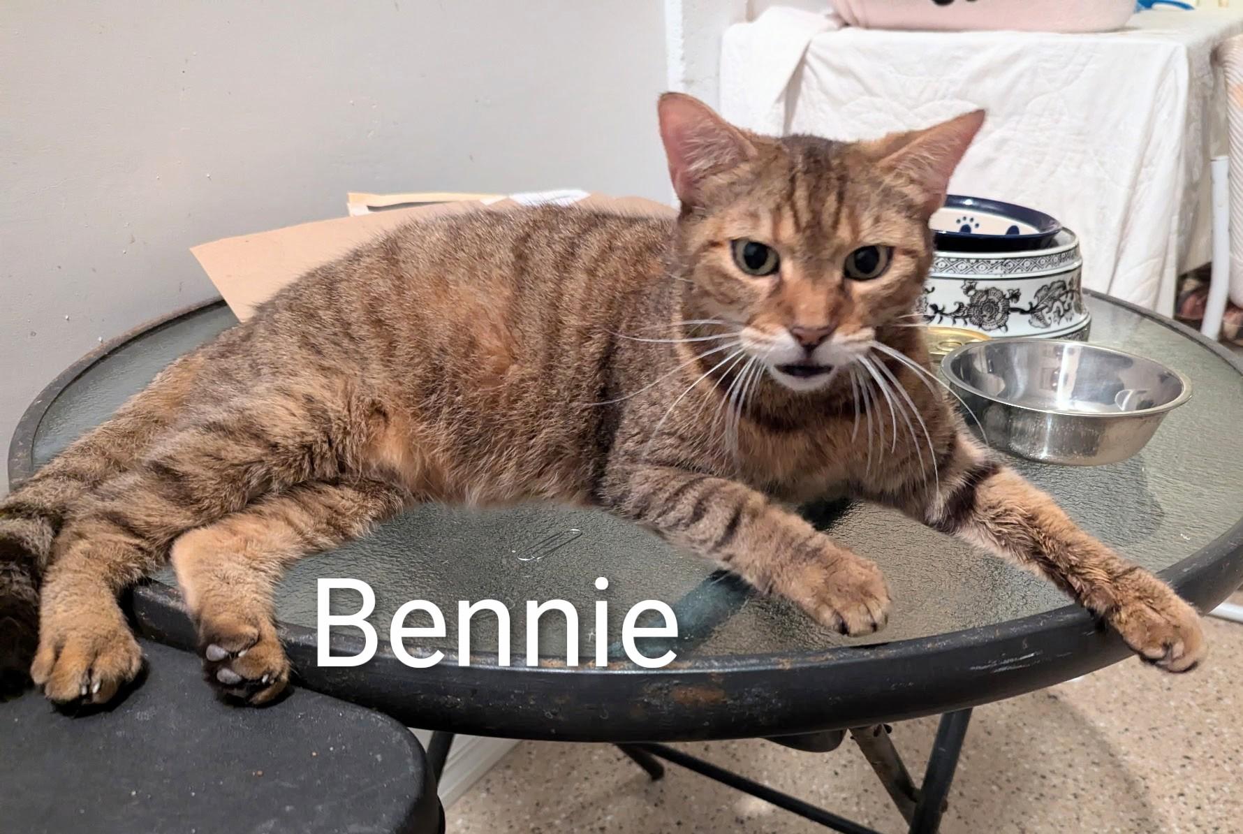 Bennie, a Adoptable Domestic Short Hair in Fort Myers Beach, FL image 3/3