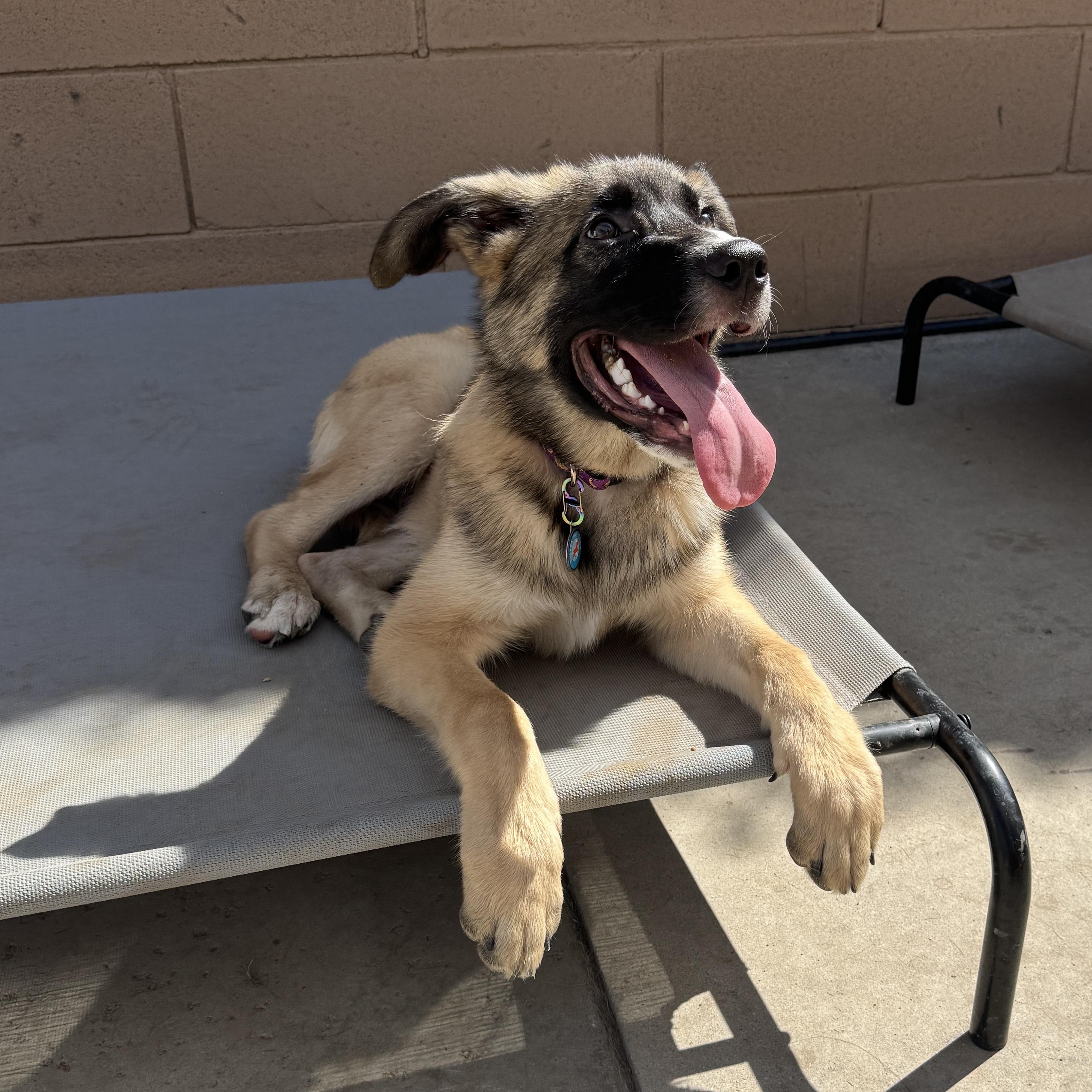 Henry, Adopted, Young Male Anatolian Shepherd.