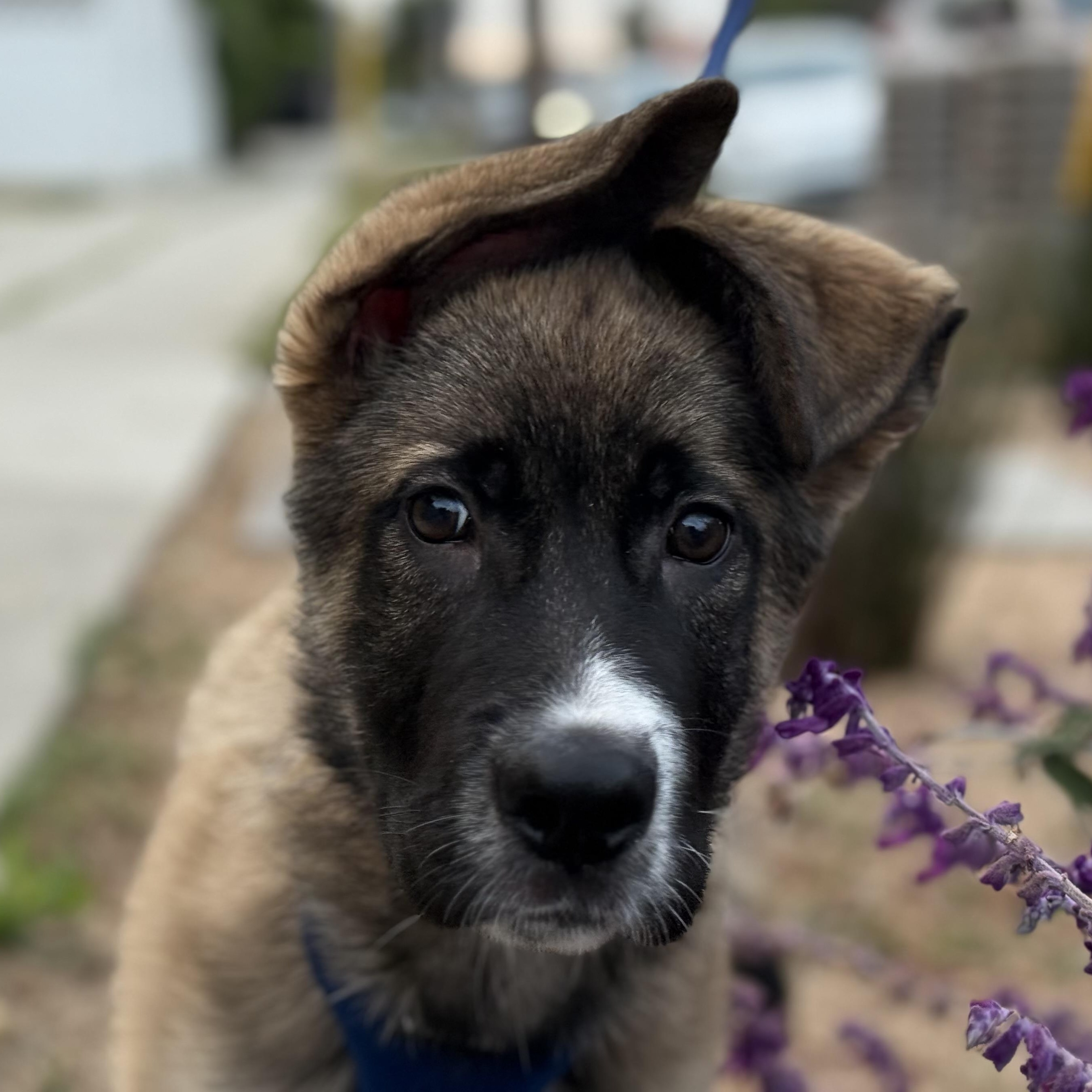 Henry, a Adopted Anatolian Shepherd in Encino, CA image 2/4