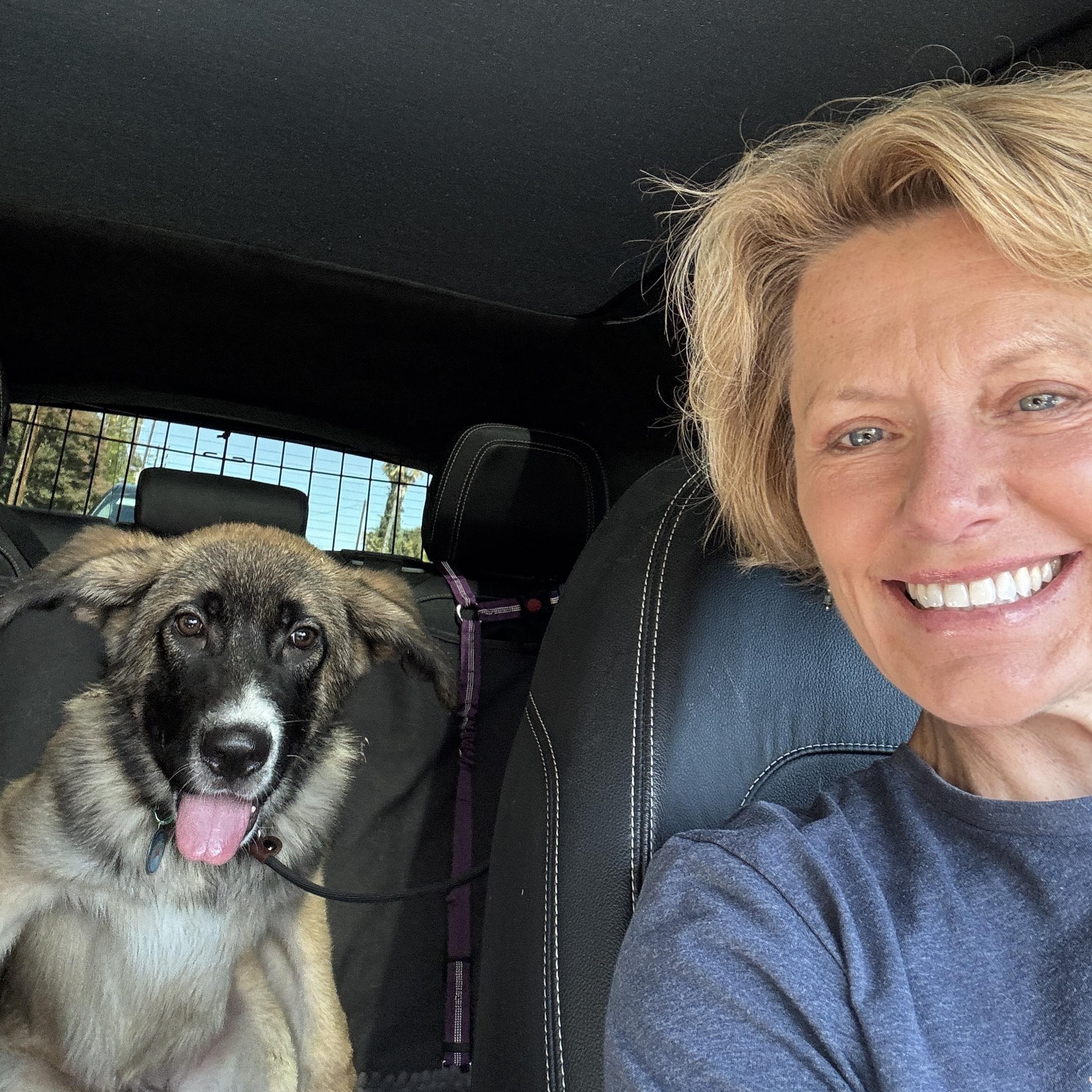 Henry, a Adopted Anatolian Shepherd in Encino, CA image 3/4