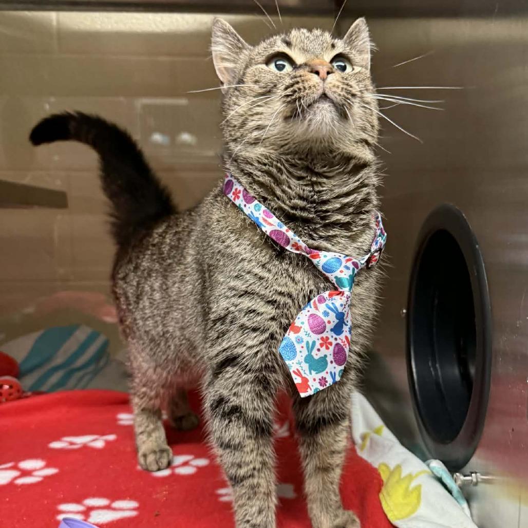 Enlarge Tulip, a Adoptable Domestic Short Hair in Concord, NC image 2/6