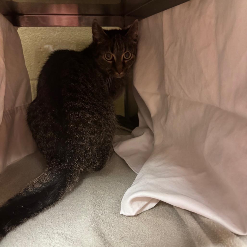 Tulip, Adoptable, Senior Female Domestic Short Hair.