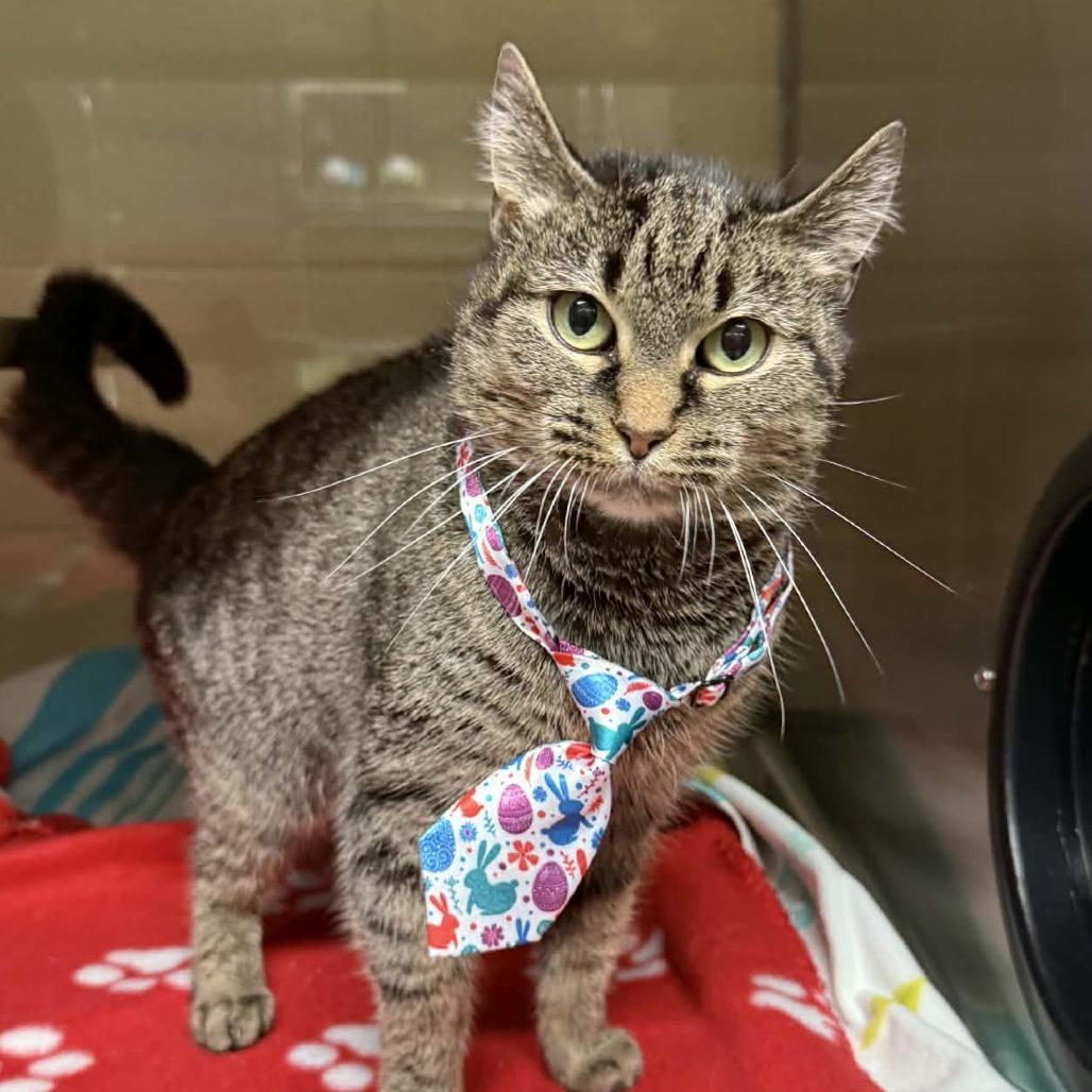 Enlarge Tulip, a Adoptable Domestic Short Hair in Concord, NC image 3/6