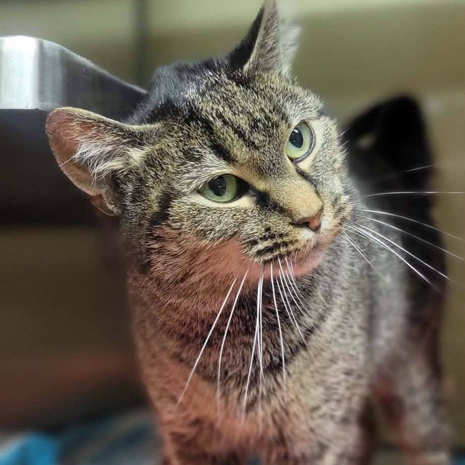 Enlarge Tulip, a Adoptable Domestic Short Hair in Concord, NC image 4/6