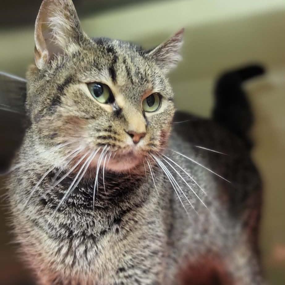 Enlarge Tulip, a Adoptable Domestic Short Hair in Concord, NC image 5/6