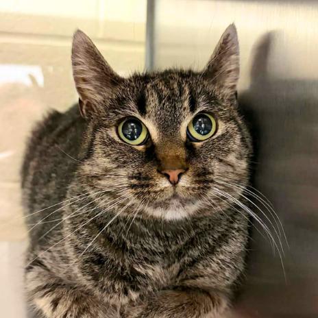 Enlarge Tulip, a Adoptable Domestic Short Hair in Concord, NC image 2/2