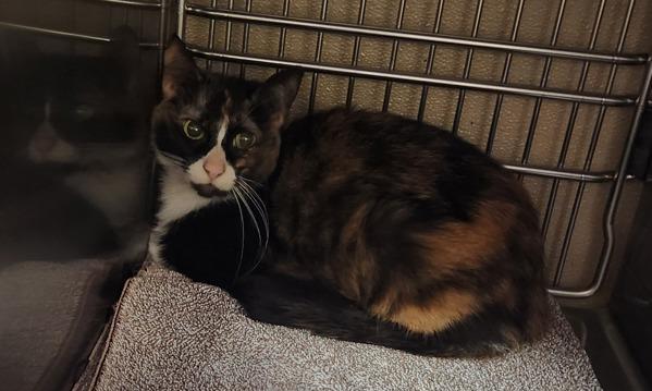 Enlarge Dipsy, a Adoptable mixed breed in Vancouver, WA image 1/1