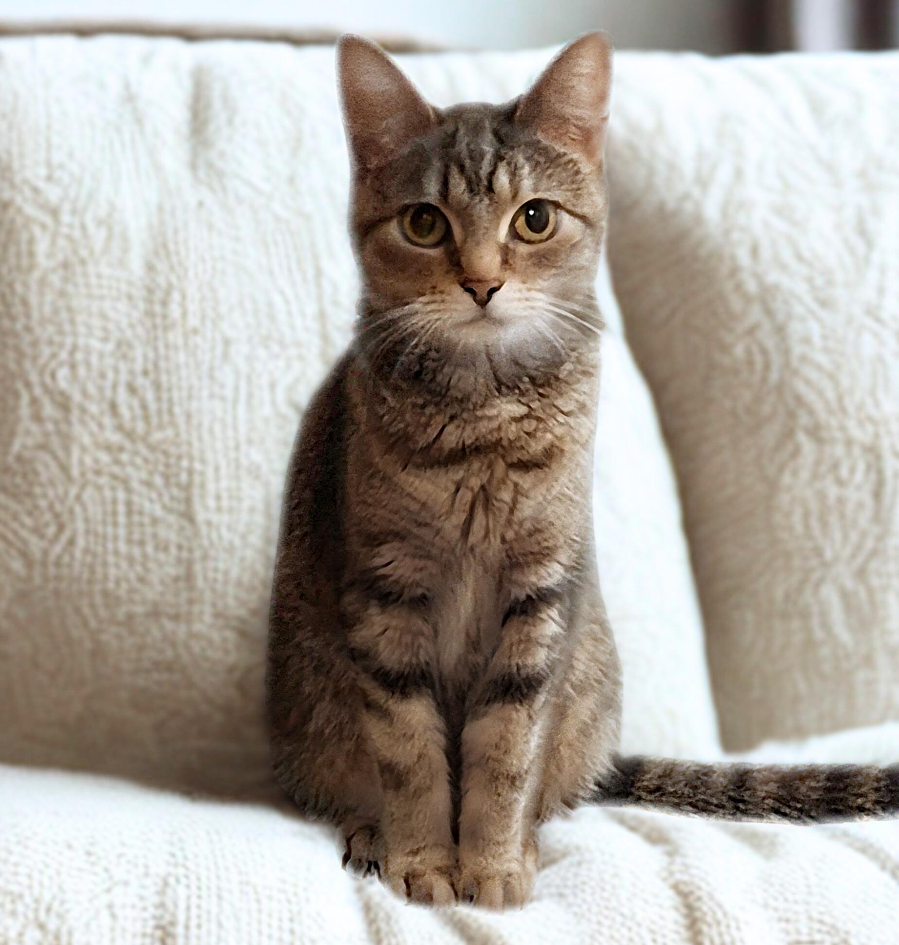 Lily, Adoptable, Adult Female Domestic Short Hair.