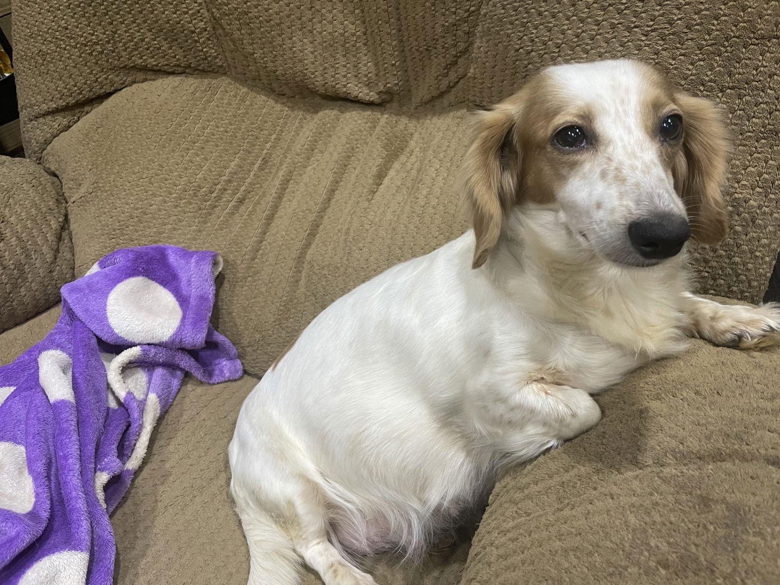 Noelle, a Adopted Dachshund in Austin, TX image 1/2