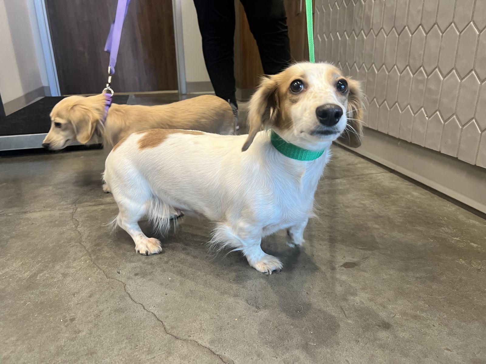 Noelle, a Adopted Dachshund in Austin, TX image 2/2