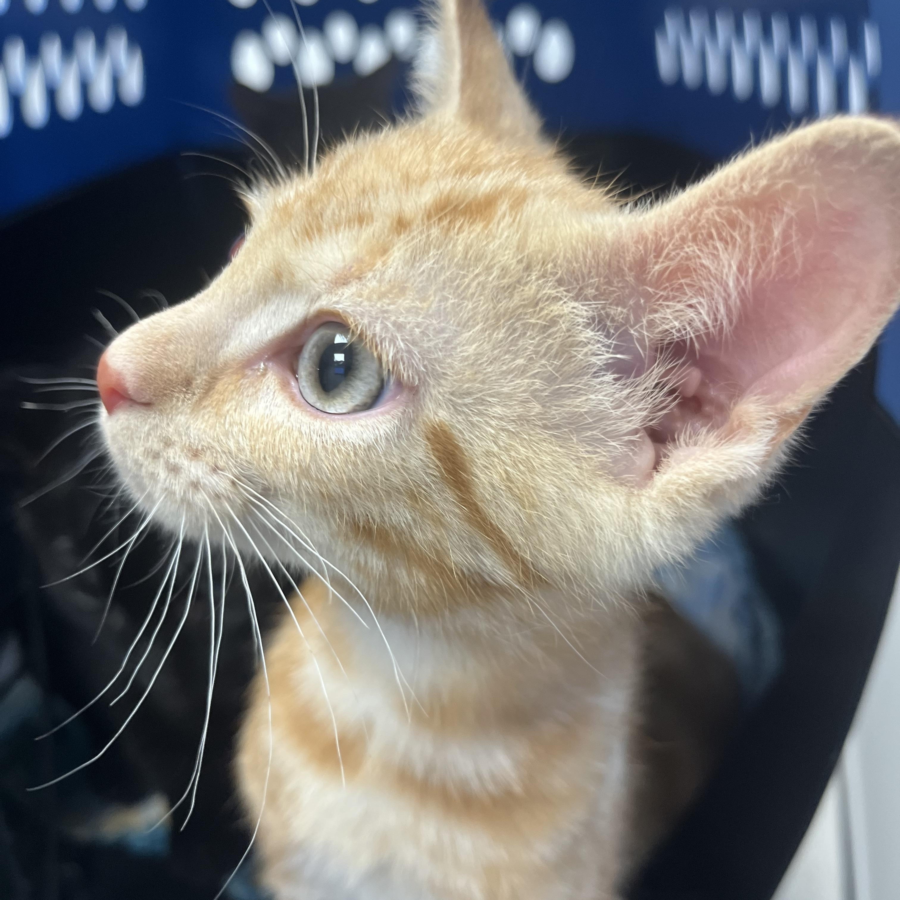 Simba, adopted, Kitten Male Domestic Short Hair.