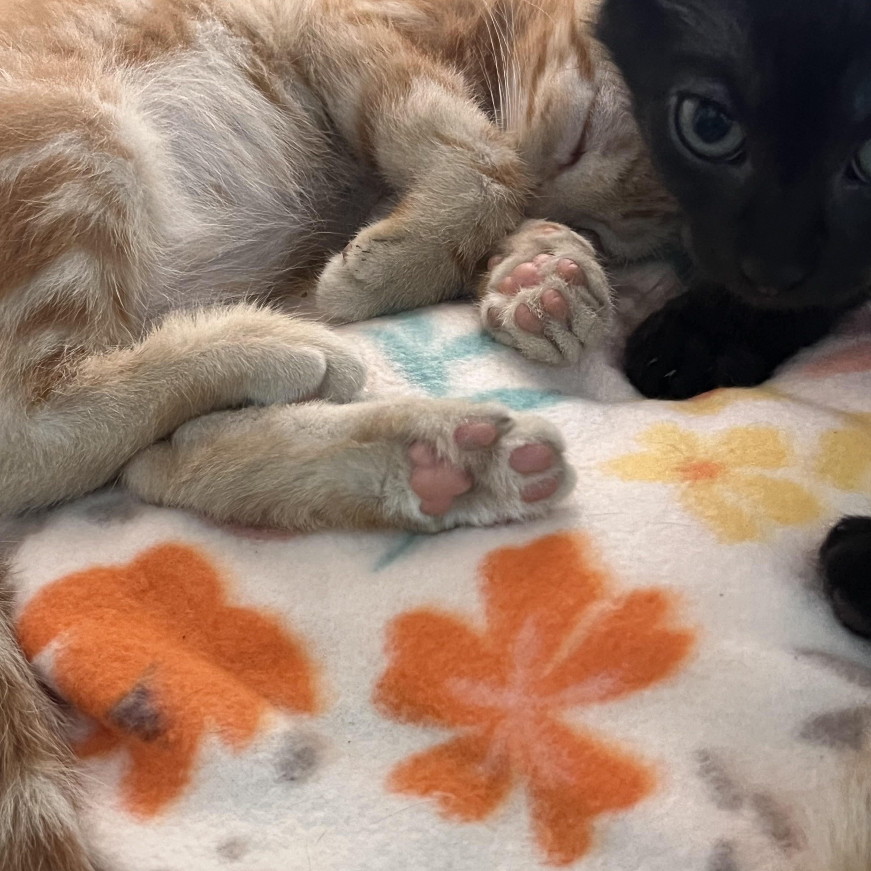 Enlarge Simba, an adopted Domestic Short Hair in Moorestown, NJ image 2/3