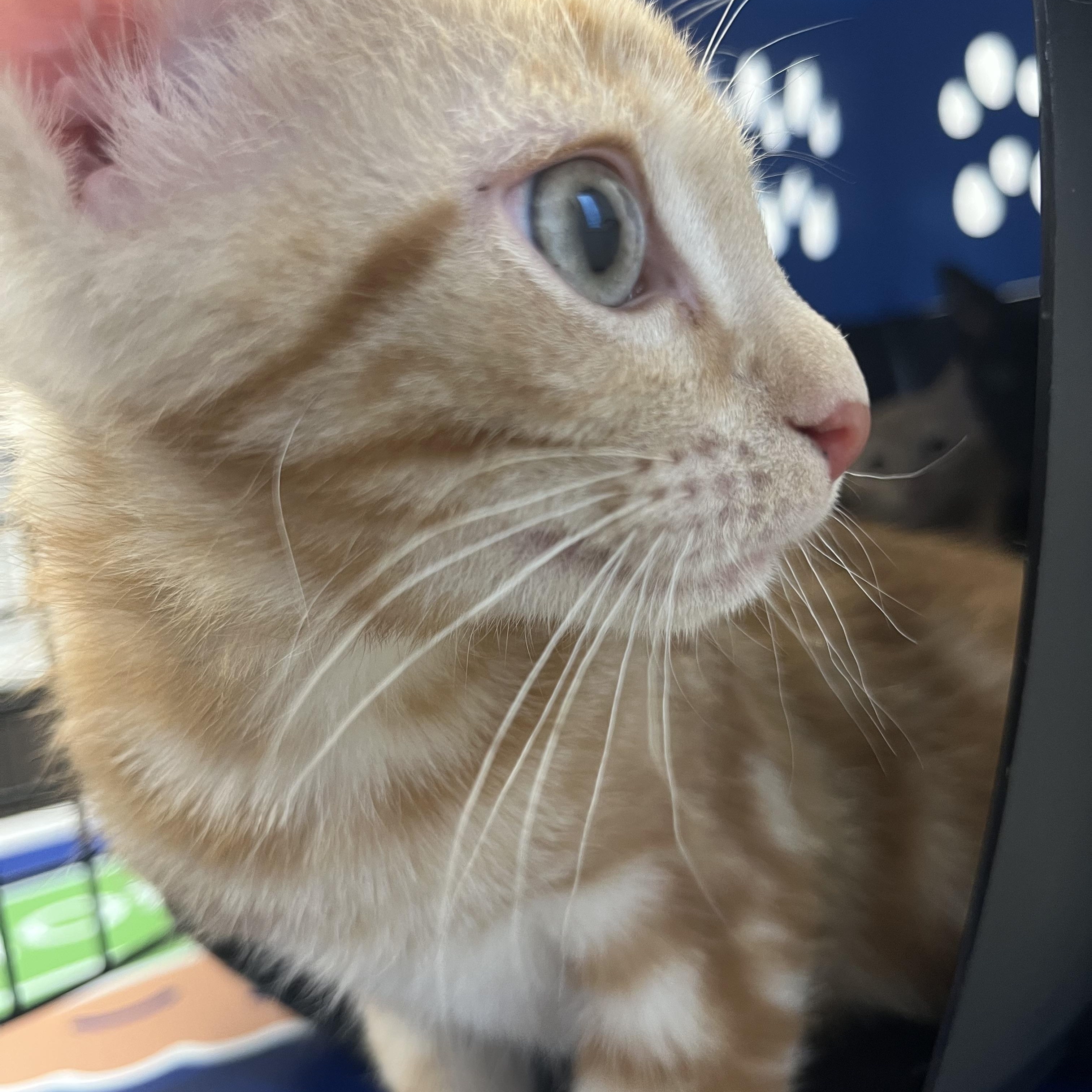 Enlarge Simba, an adopted Domestic Short Hair in Moorestown, NJ image 3/3