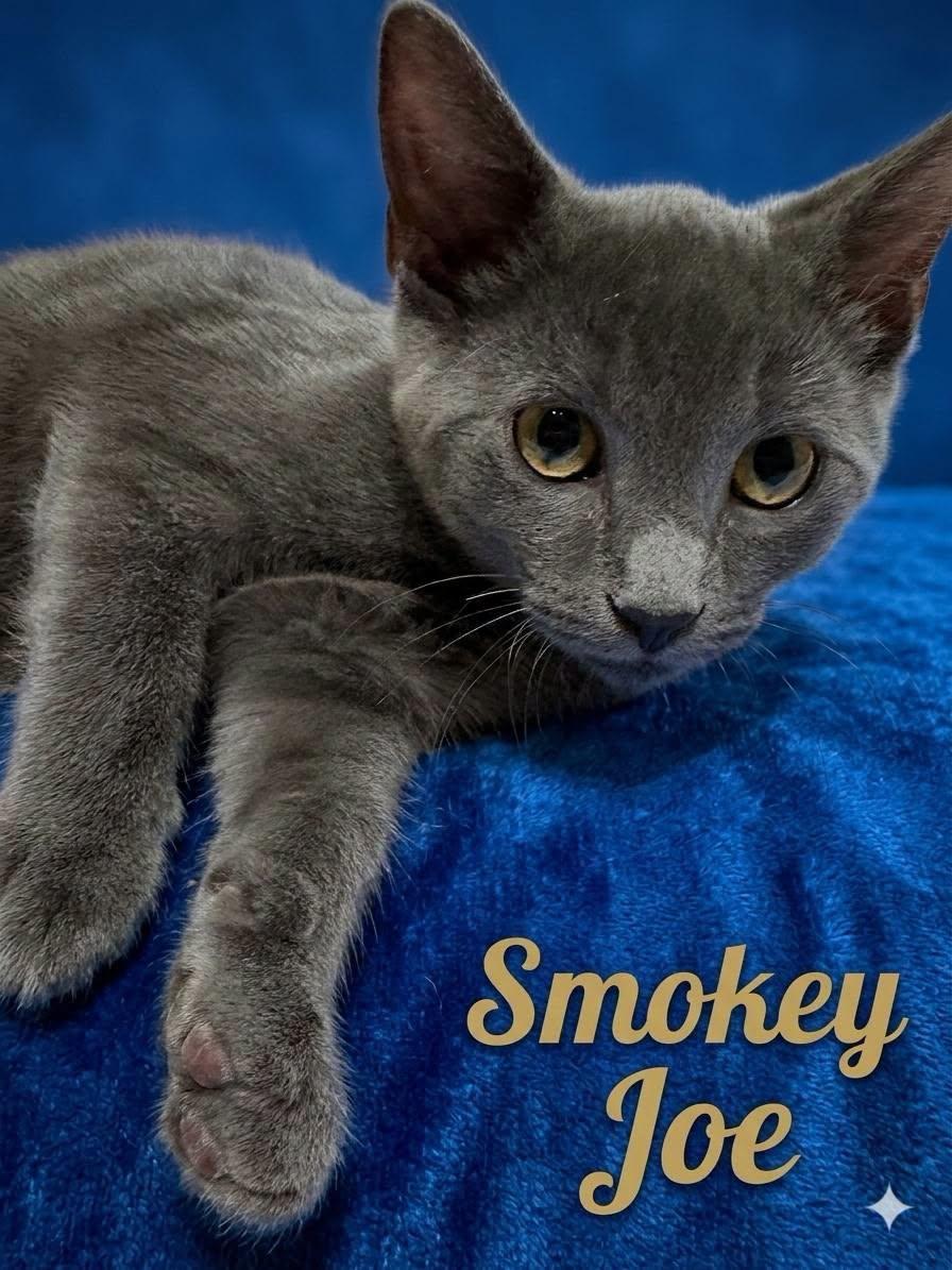 Enlarge Smokey Joe & Moe, a Adopted mixed breed in Midlothian, TX image 2/5