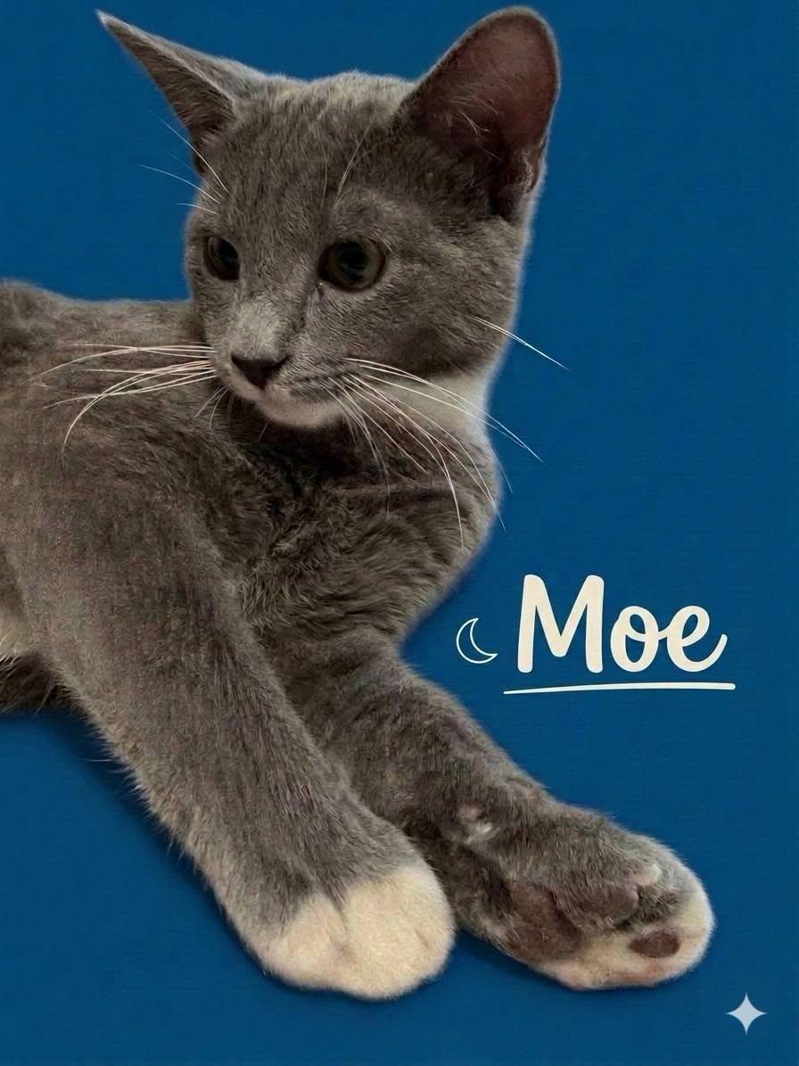 Enlarge Smokey Joe & Moe, a Adopted mixed breed in Midlothian, TX image 3/5
