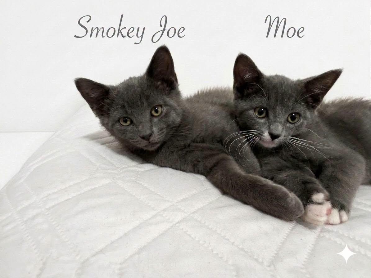 Smokey Joe & Moe, Adopted, Young Male Domestic Short Hair.