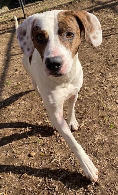 Daisy, Adoptable, Adult Female Hound.